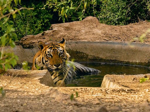 tiger sariska park